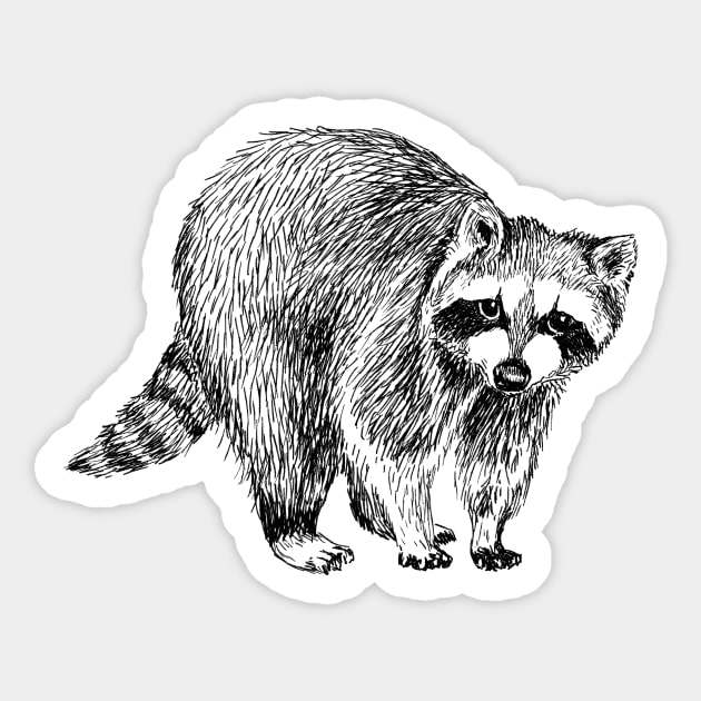 Raccoon Illustration Sticker by rachelsfinelines